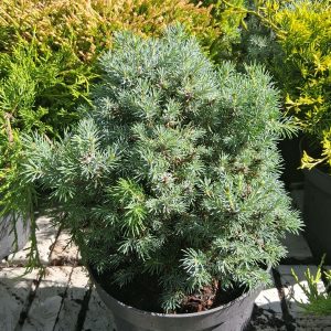 Picea glauca 'Blue Wonder' - Törpe lucfenyő