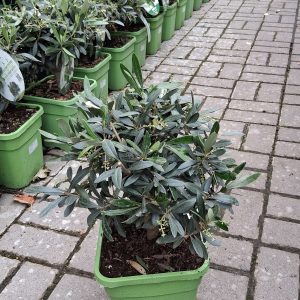 Olea europaea – Olajfa