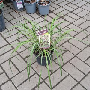 Pennisetum alopecuroides 'Black Beauty' – Fekete tollborzfű