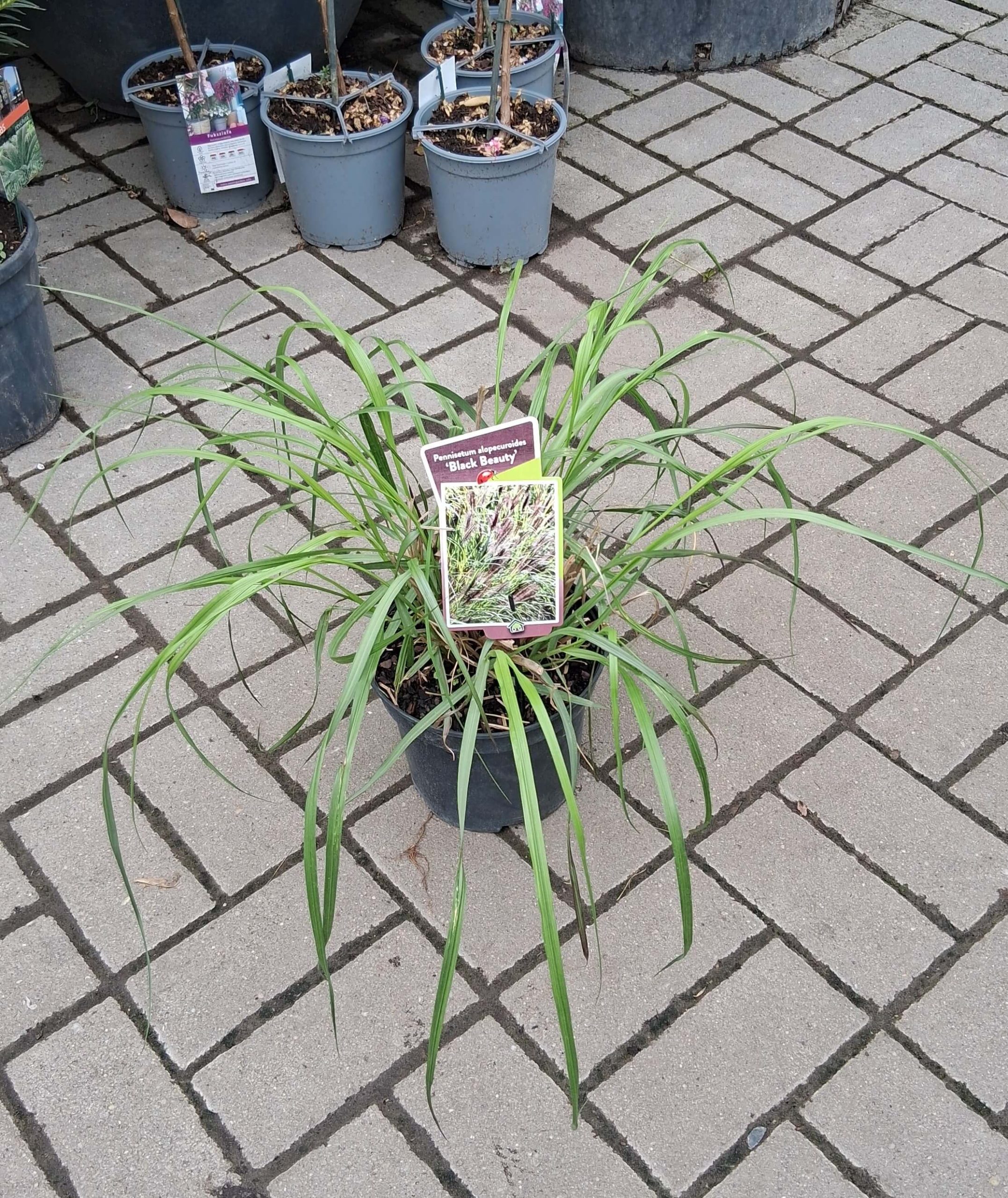 Pennisetum alopecuroides 'Black Beauty' – Fekete tollborzfű