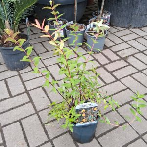 Hypericum Tricolor tarka levelű orbáncfű sárga virágokkal