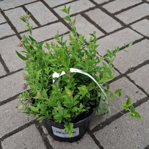 Spiraea japonica Japanese Dwarf törpe japán gyöngyvessző rózsaszín virágokkal