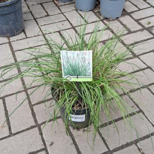 Pennisetum alopecuroides Little Bunny törpe tollborzfű virágbugákkal