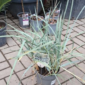 Leymus arenarius Blue Dune kék homoki perje ezüstös-kék lombbal