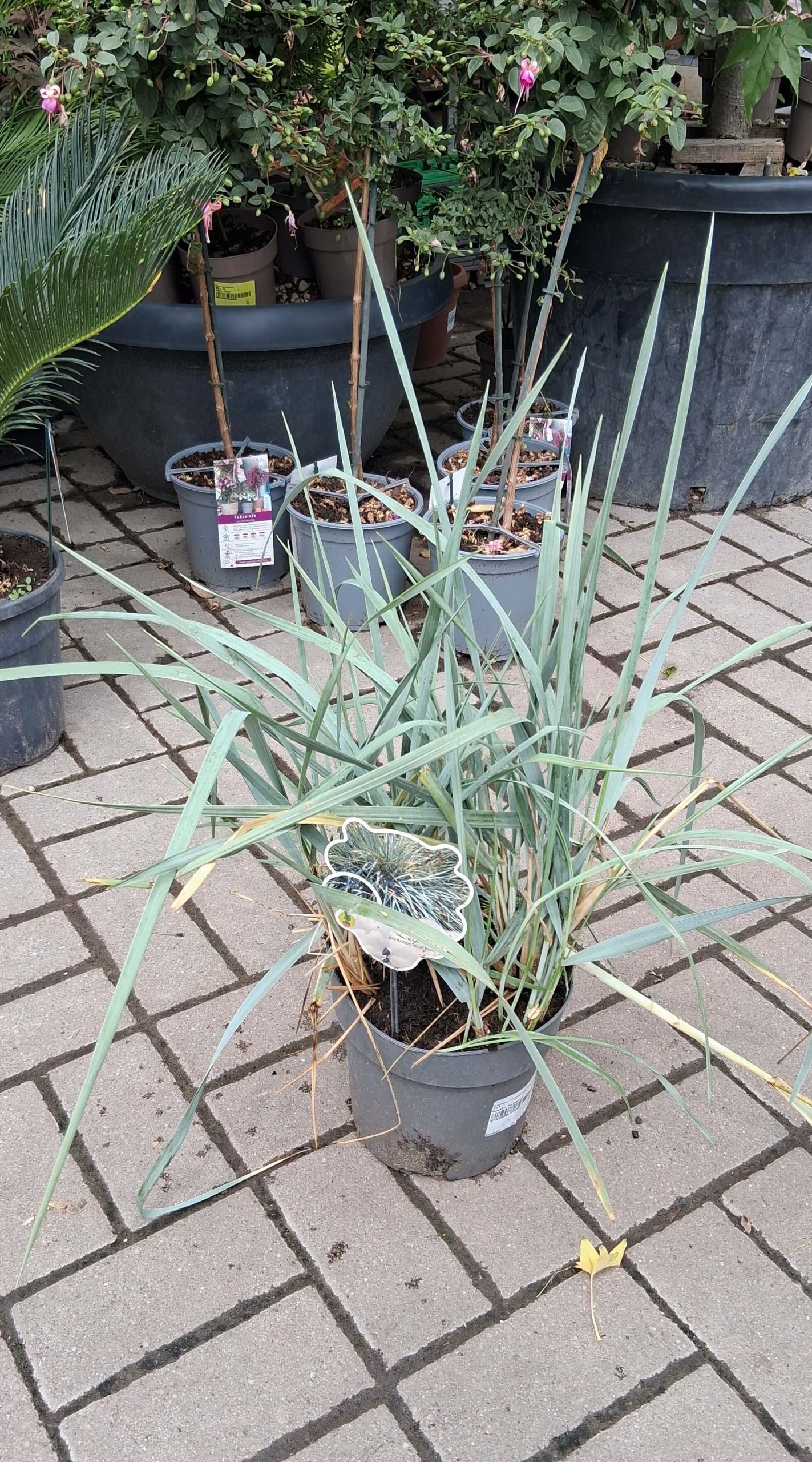 Leymus arenarius Blue Dune kék homoki perje ezüstös-kék lombbal