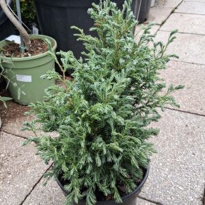 Chamaecyparis pisifera Boulevard ezüstkék hamisciprus