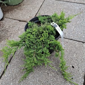 Juniperus horizontalis Golden Carpet aranysárga terülő boróka