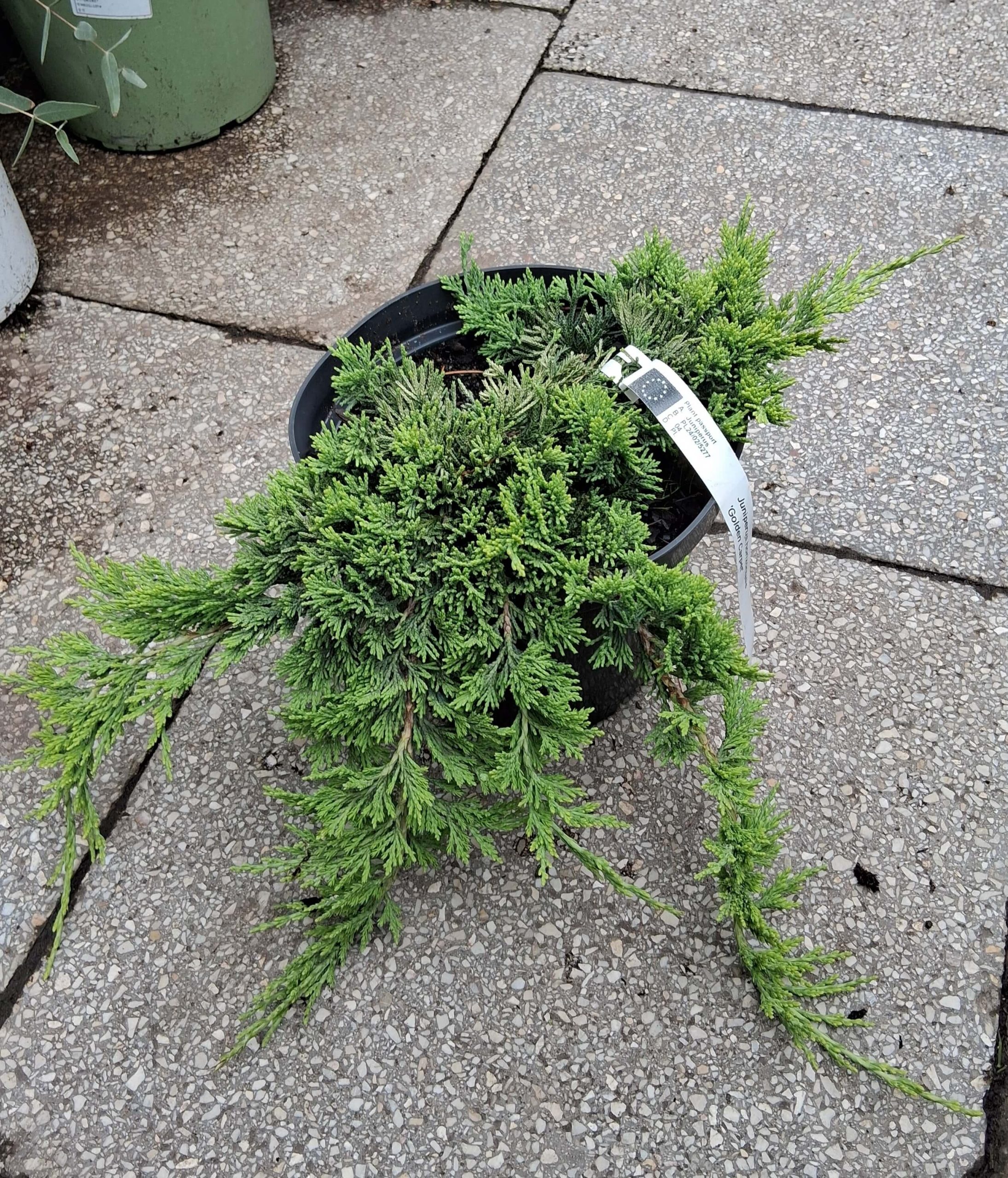 Juniperus horizontalis Golden Carpet aranysárga terülő boróka