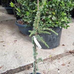 Cedrus atlantica Glauca Pendula csüngő atlaszcédrus ezüstkék tűlevelekkel