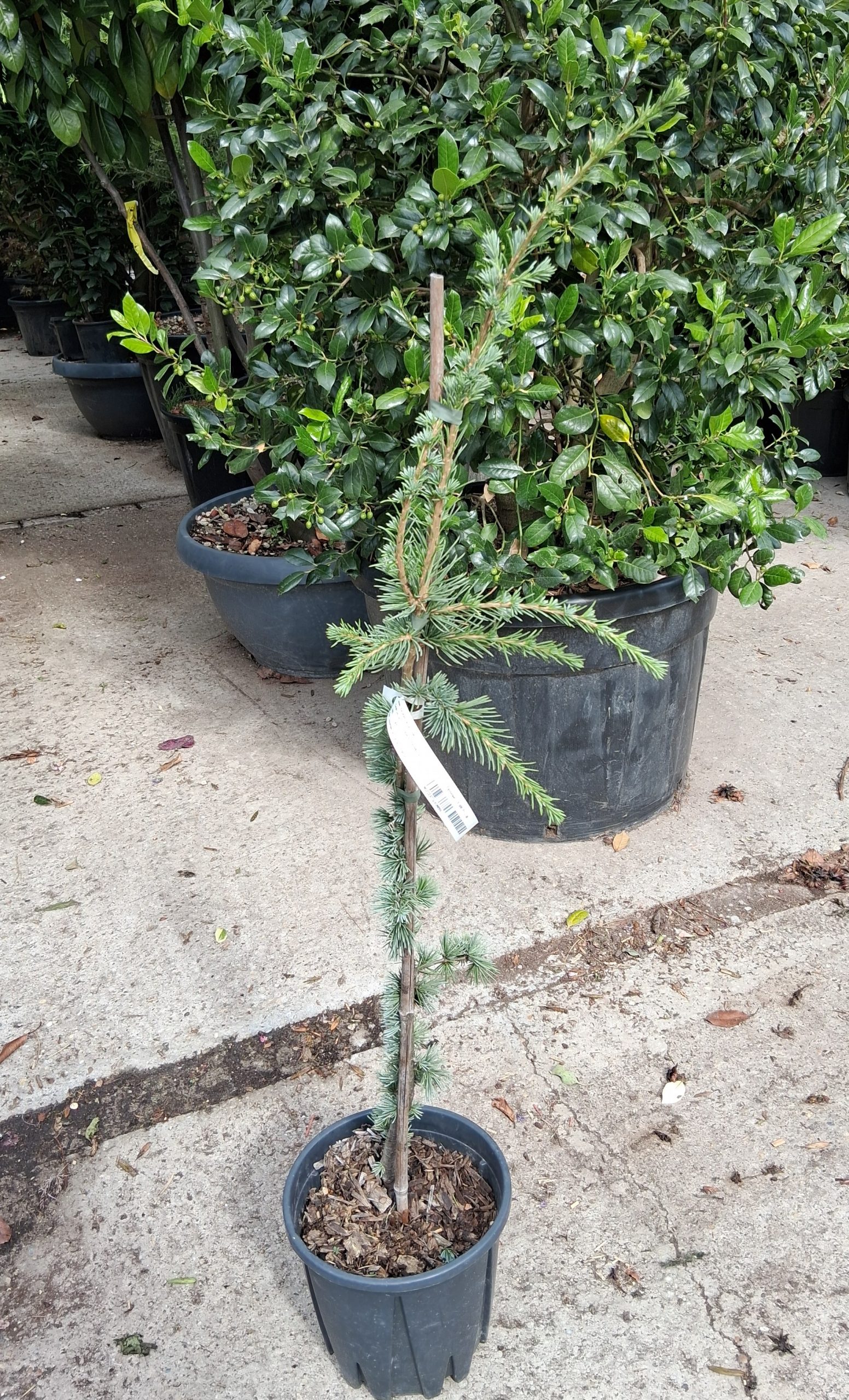 Cedrus atlantica Glauca Pendula csüngő atlaszcédrus ezüstkék tűlevelekkel