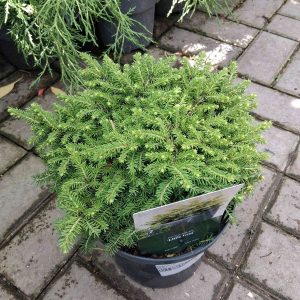 Picea abies 'Little Gem' - Törpe fészekfenyő