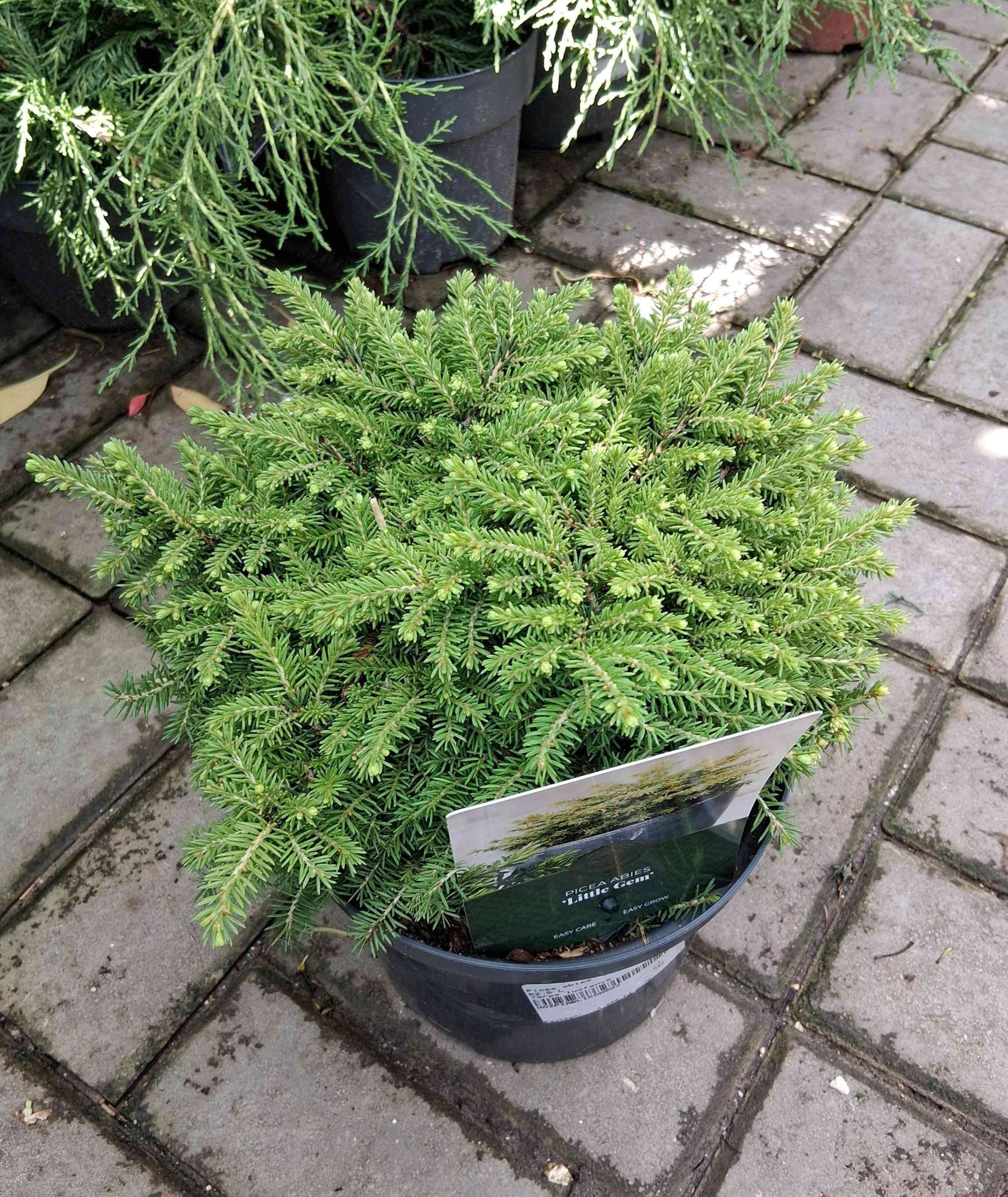 Picea abies 'Little Gem' - Törpe fészekfenyő