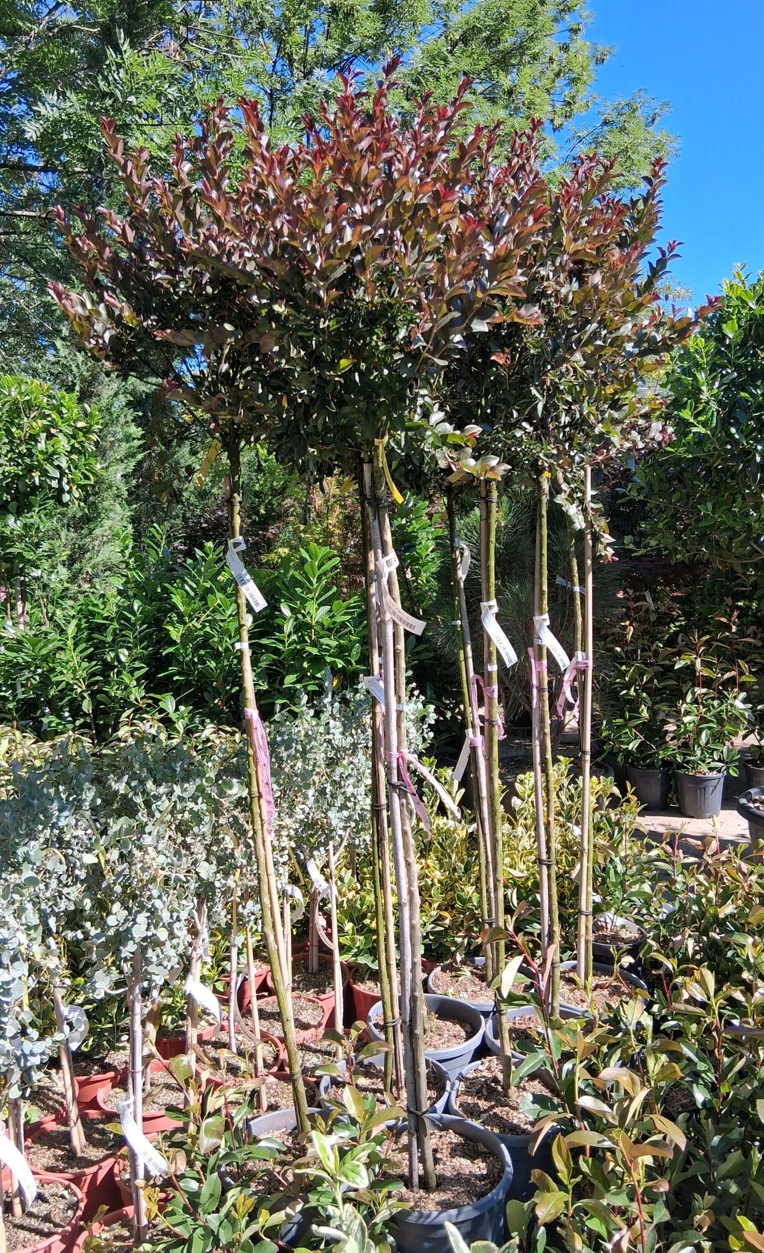 Lagerstroemia indica 'Double Feature' - Kínai selyemmirtusz - Image 2