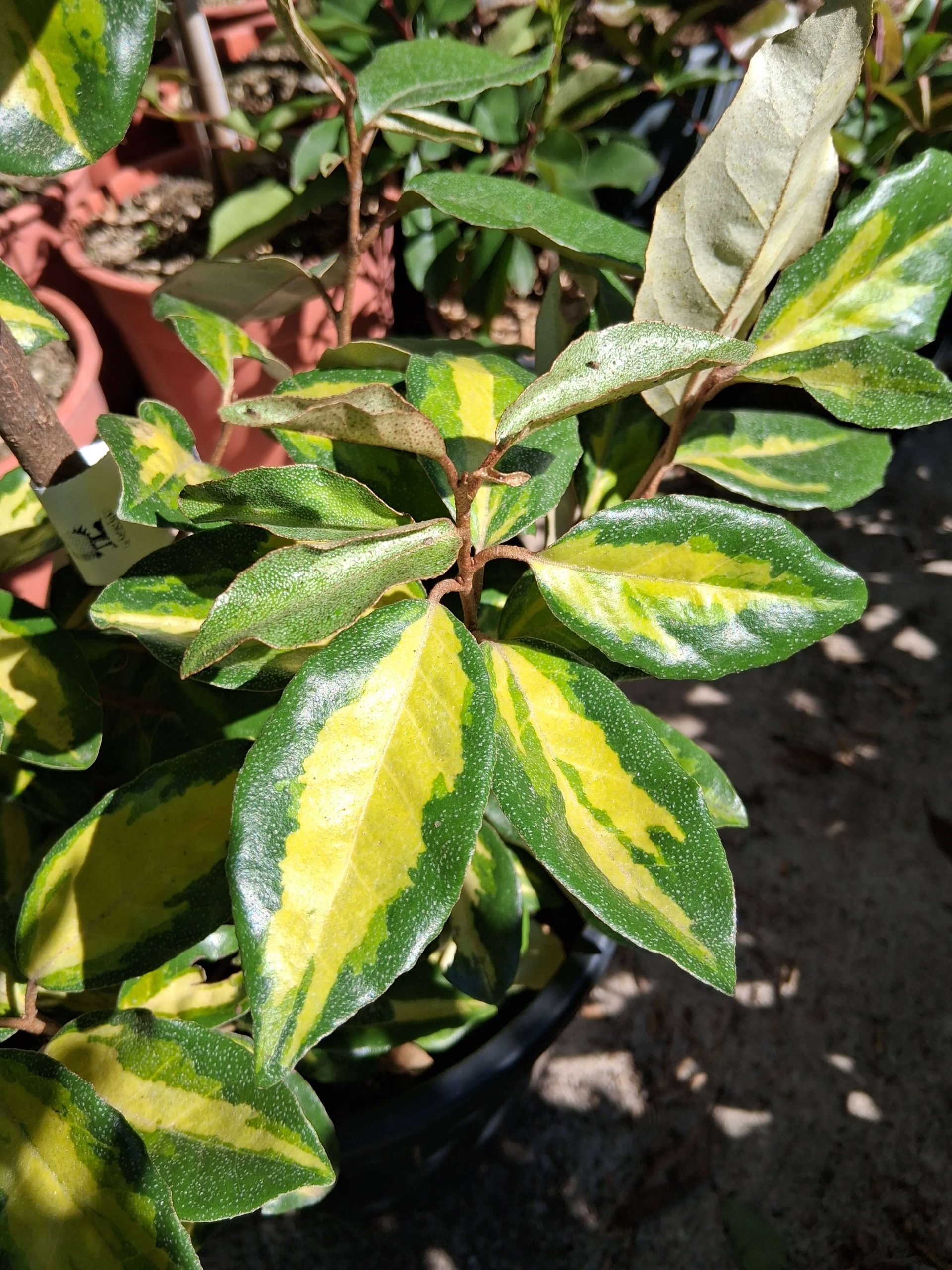 Elaeagnus ebbingei 'Limelight' - Széleslevelű ezüstfa - Image 2