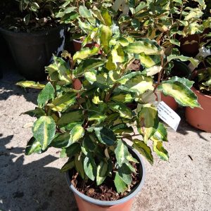 Elaeagnus ebbingei 'Limelight' - Széleslevelű ezüstfa