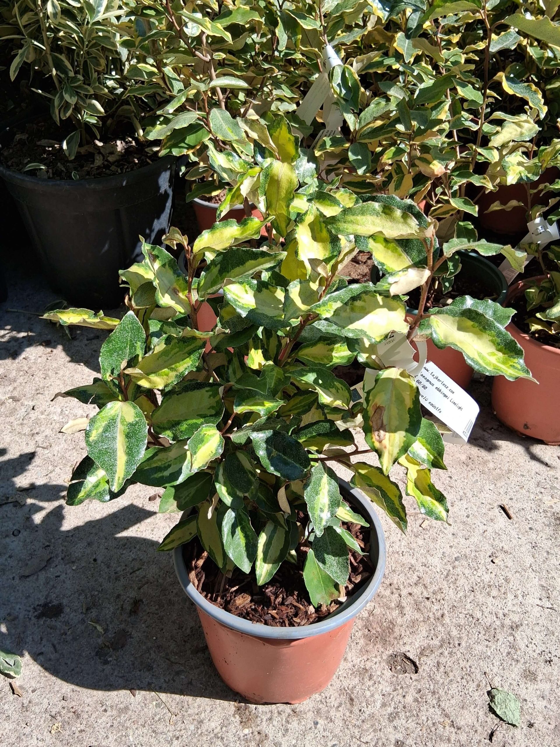 Elaeagnus ebbingei 'Limelight' - Széleslevelű ezüstfa
