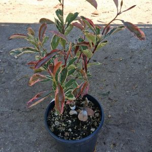 Photinia 'Pink Marble' – Tarka levelű korallberkenye