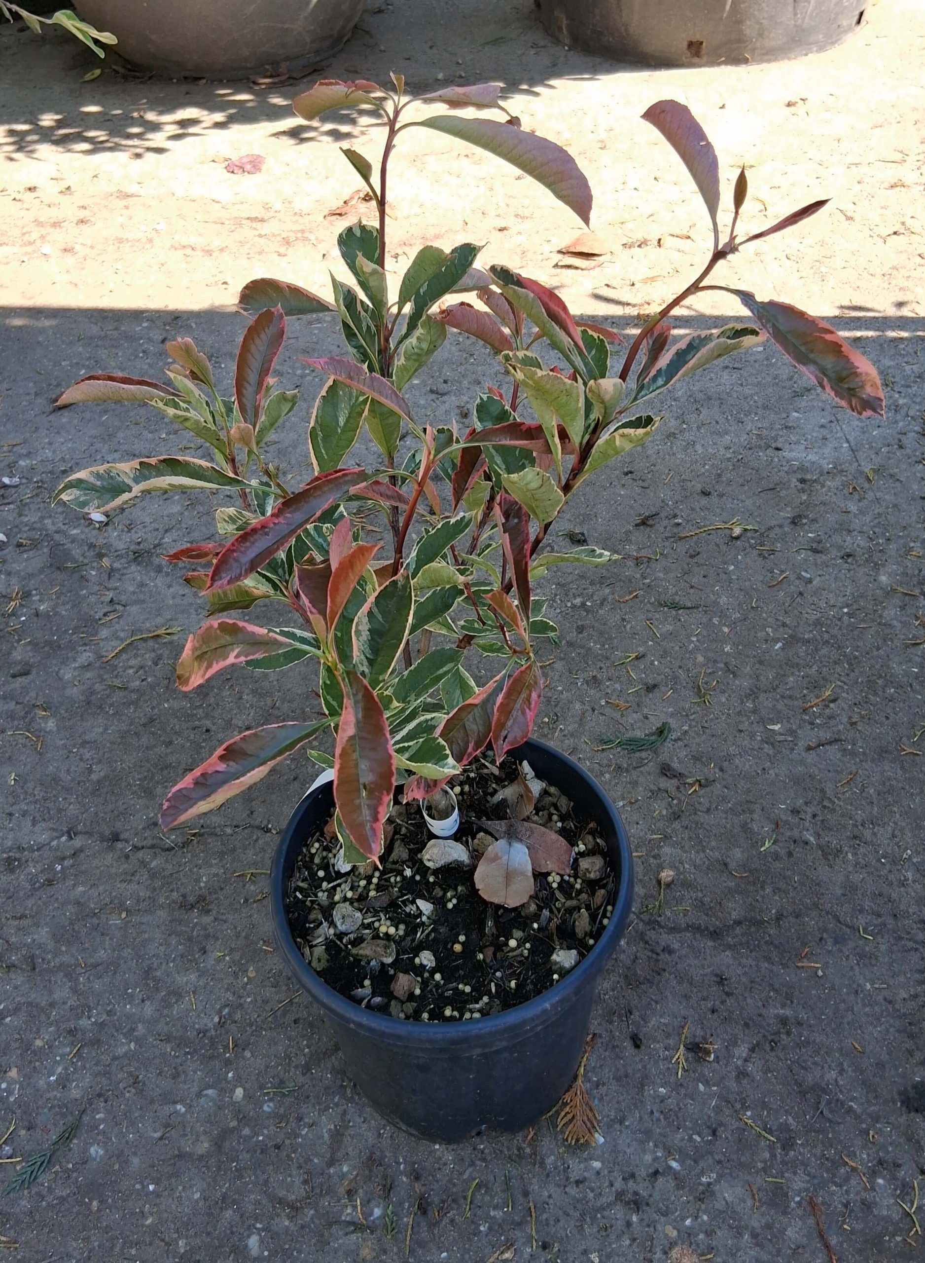 Photinia 'Pink Marble' – Tarka levelű korallberkenye