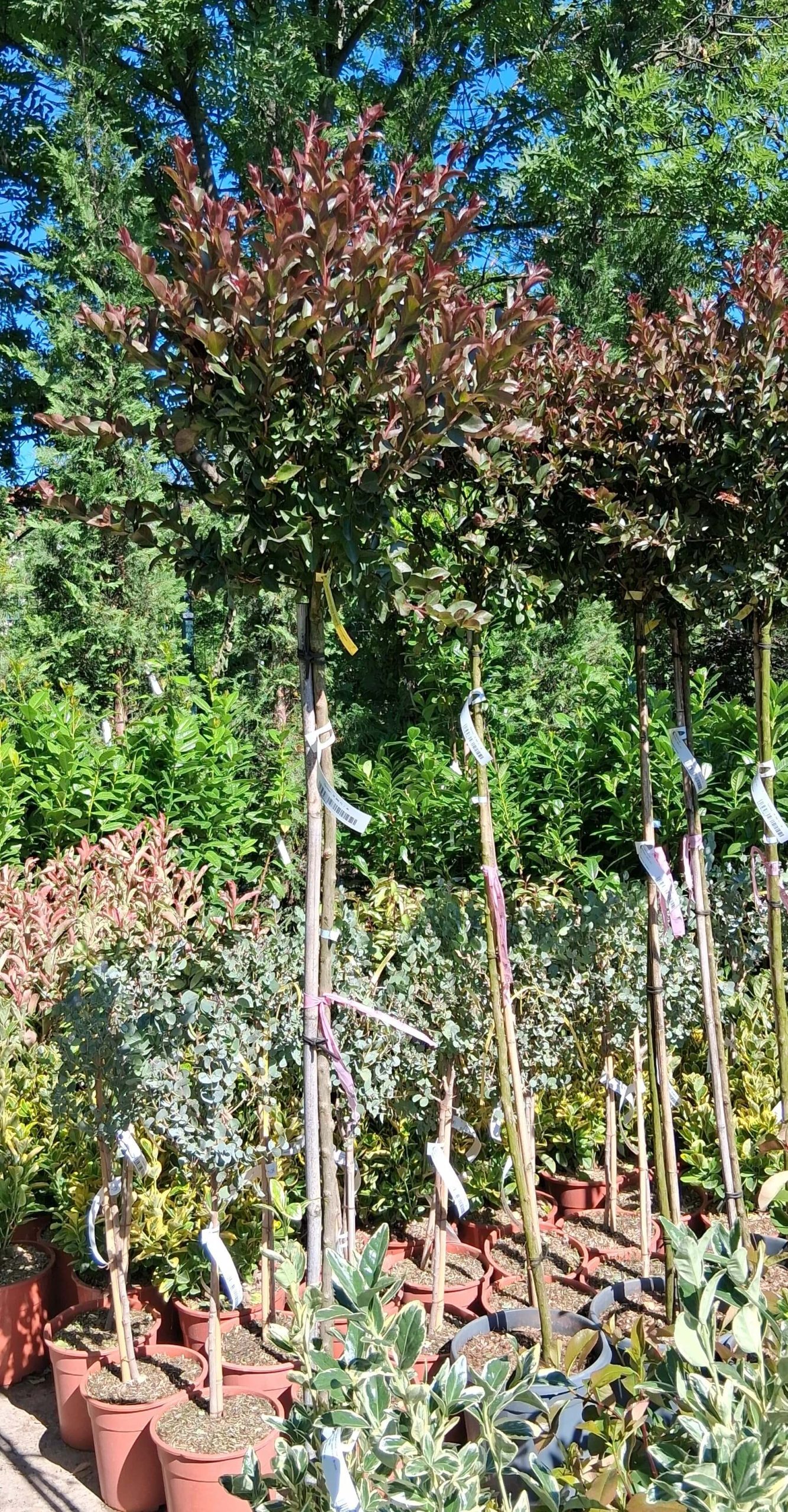 Lagerstroemia indica 'Double Feature' - Kínai selyemmirtusz - Image 3
