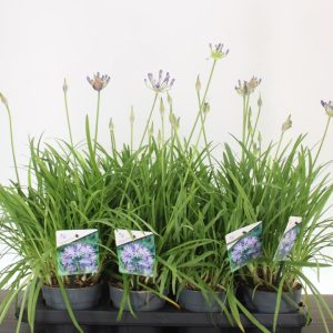 Agapanthus 'Brilliant Blue' - Szerelemvirág