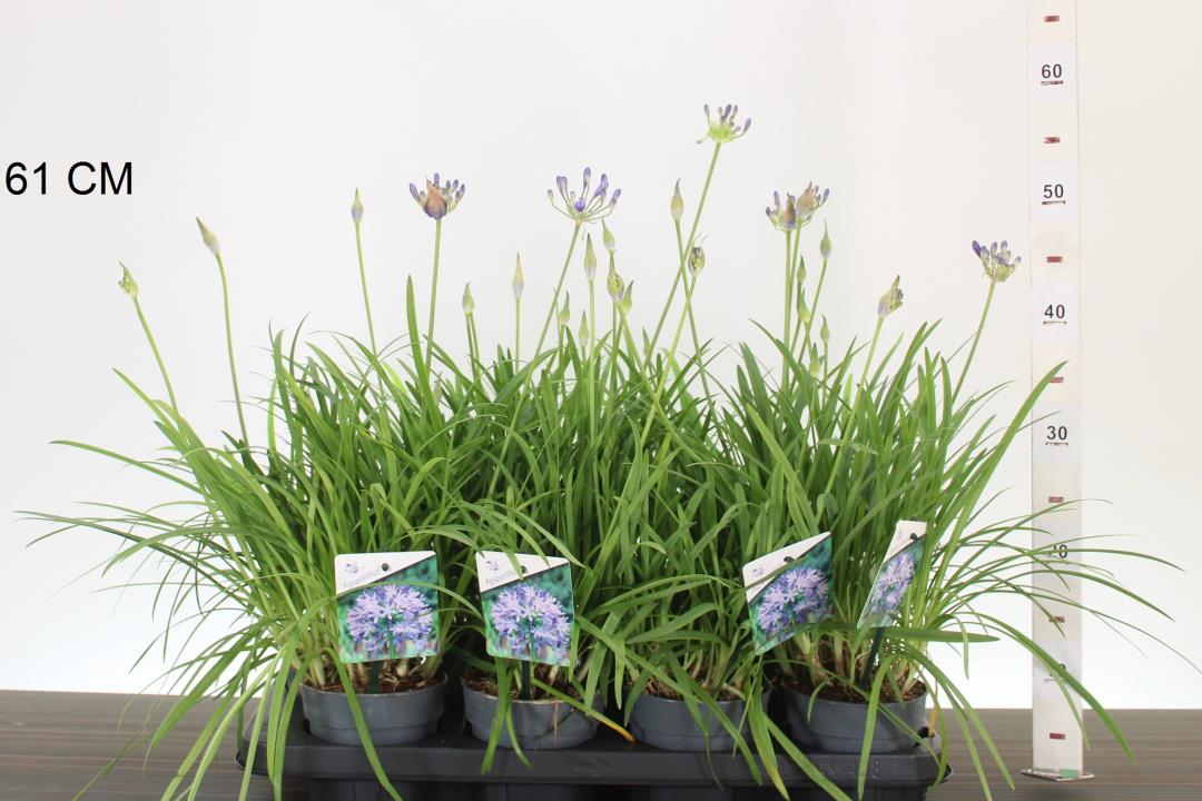 Agapanthus 'Brilliant Blue' - Szerelemvirág