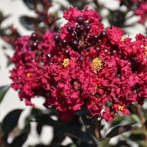 Lagerstroemia indica 'Double Feature' - Törzses kínai selyemmirtusz