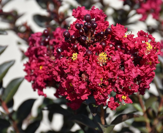 Lagerstroemia indica 'Double Feature' - Törzses kínai selyemmirtusz