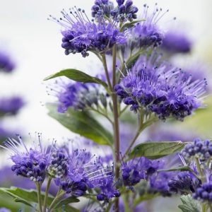 Caryopteris clandonensis 'Grand Blue' – Kékszakáll