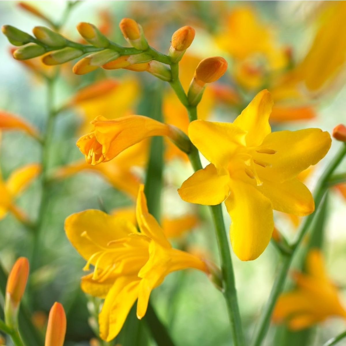 Crocosmia 'George Davidson' - Füzéres sáfrányfű