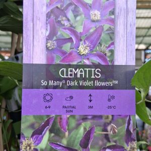 Clematis 'So Many Dark Violet' – Sötétlila iszalag