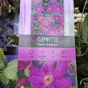 Clematis 'Ernest Markham' – Piros iszalag