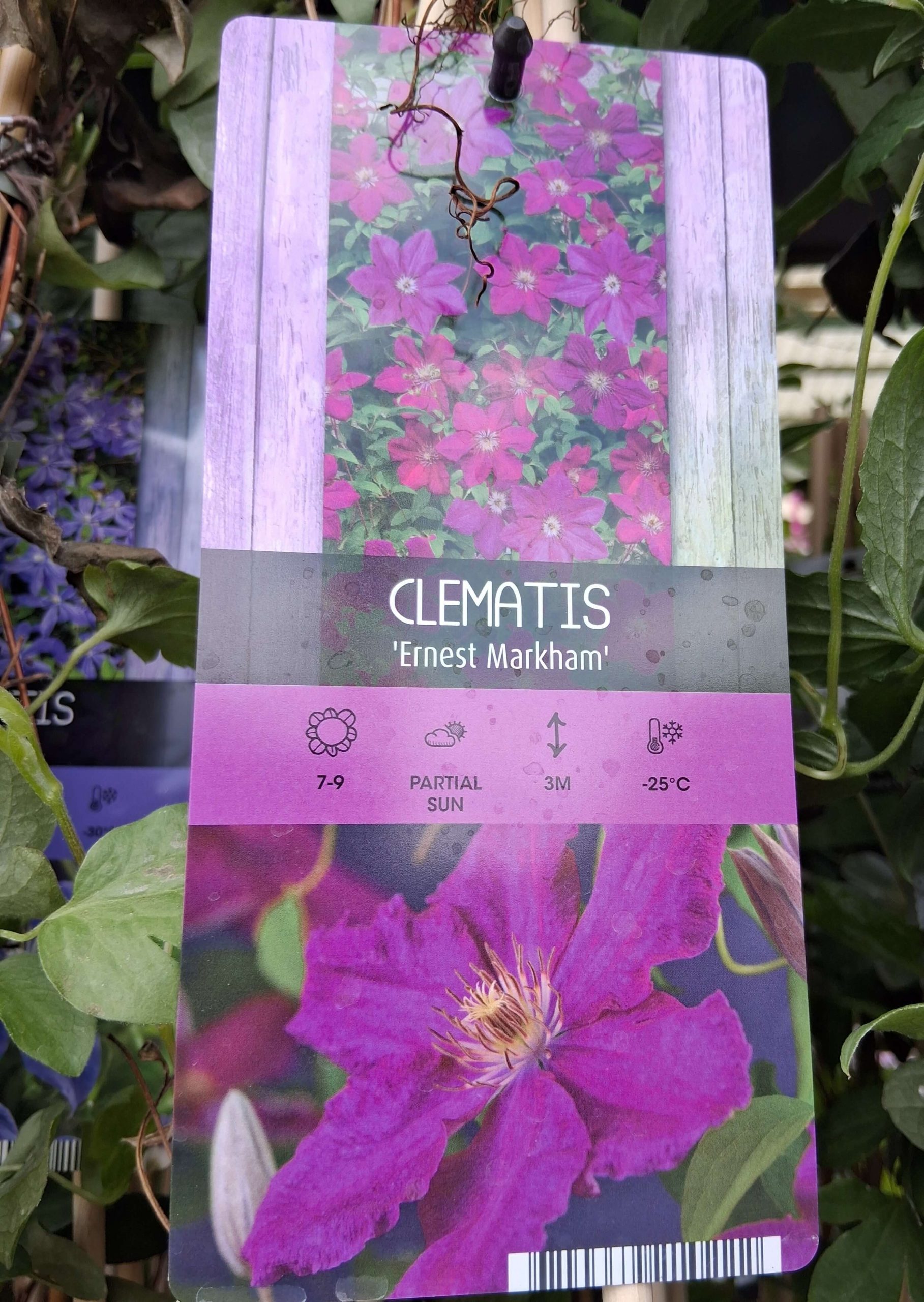 Clematis 'Ernest Markham' – Piros iszalag