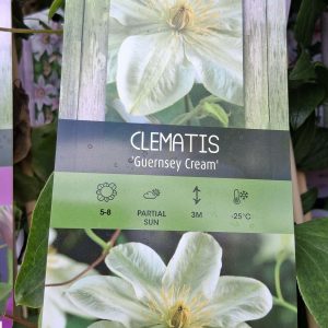 Clematis 'Guernsey Cream' – Krémfehér iszalag