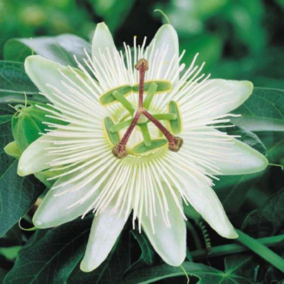 Passiflora caerulea 'Constance Elliott' – Fehér golgotavirág