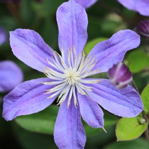 Clematis 'Arabella' – Kék iszalag