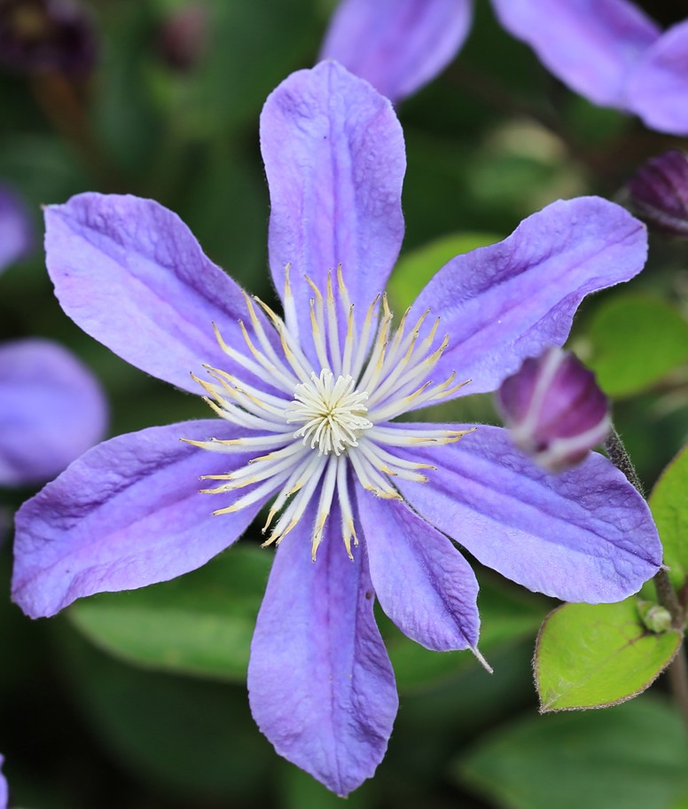 Clematis 'Arabella' – Kék iszalag
