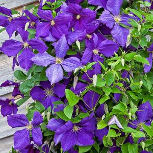 Clematis 'Jackmanii' – Kék-lila iszalag