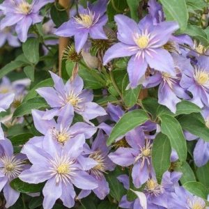 Clematis 'Justa' – Halványlila iszalag