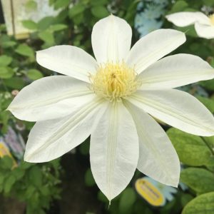 Clematis 'Wada's Primrose' – Krémfehér iszalag