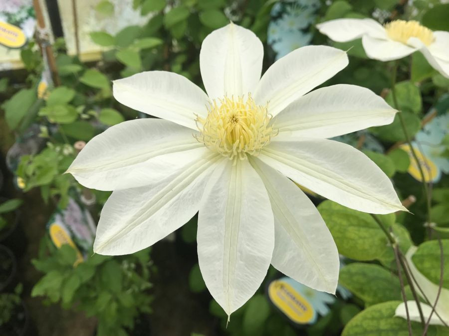 Clematis 'Wada's Primrose' – Krémfehér iszalag