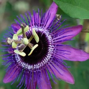 Passiflora 'Purple Haze' – Lila golgotavirág