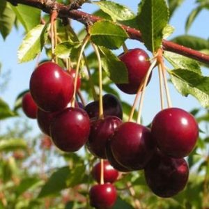 Debreceni bőtermő öntermékeny konténeres meggyfa csemete piros gyümölcsökkel