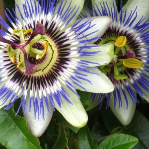 Passiflora caerulea – Kék golgotavirág
