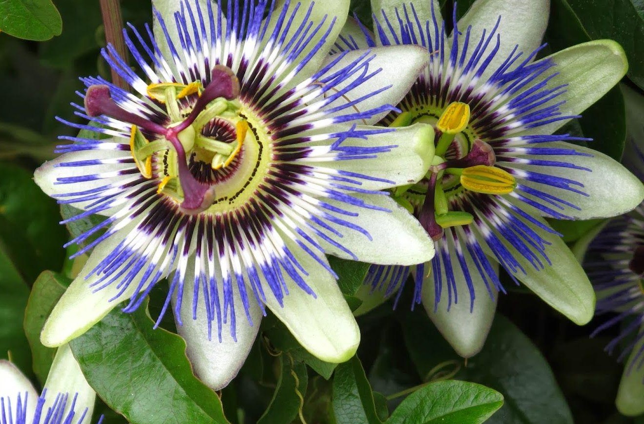 Passiflora caerulea – Kék golgotavirág