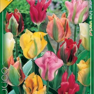 Viridiflora Mix tulipánhagyma különleges zöld mintázatú tulipánokkal Képcím Tulipa Viridiflora Mix tulipánkeverék