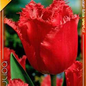 Tulipa Red Wing vörös rojtos szélű tulipán virághagyma