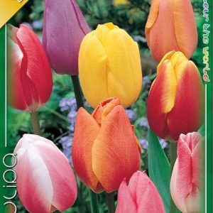 Tulipa Triumph színkeverék tulipánhagyma vegyes színű tulipánokkal