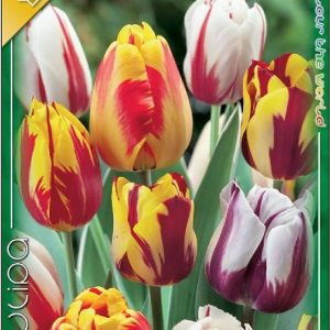 Tulipa Rembrandt Mix csíkos és többszínű tulipán virághagyma