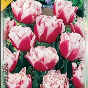 tulipa-gerbrandt-kieft-tulipanhagyma