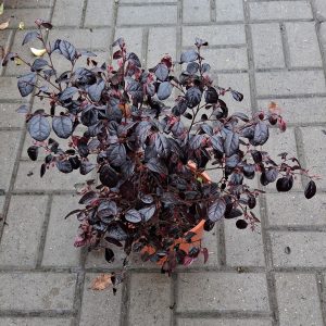 Loropetalum chinensis kínai rojtosvirág rózsaszín virágokkal és bordó lombbal